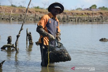 Petani tiram mandiri belum tersentuh bantuan