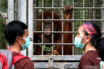 Pelepasliaran orangutan Sumatera di Aceh