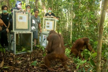 Lima orangutan dilepasliarkan di Taman Nasional Bukit Baka-Bukit Raya