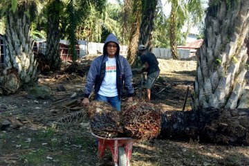 Sulsel segera bangun pabrik pengolahan kelapa sawit di Luwu Utara