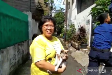 Petugas Damkar evakuasi kucing kampung terjebak di gudang