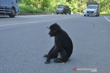 Pengguna jalur kebun kopi beri makan kera Hitam