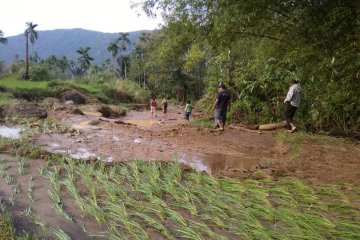 10 haktare sawah tertimbun material banjir di Talamau Pasaman Barat