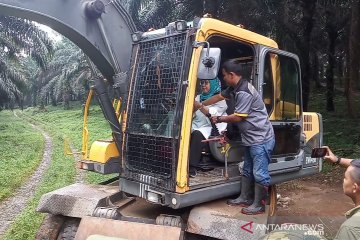 Perlu merobohkan 501 pohon untuk relokasi korban bencana di Bogor