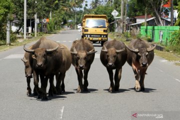 Sangat membahayakan, ternak berkeliaran di jalanan