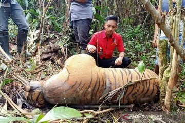 Seekor harimau mati kena jerat pemburu di Bengkulu
