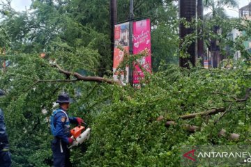 Hujan deras tumbangkan tujuh pohon besar  di Jakarta Barat