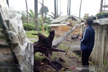 Pohon tumbang timpa dua rumah warga di Parongpong Bandung Barat