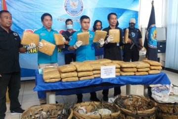 BNN Banten amankan empat tersangka pengiriman 50 kilogram ganja