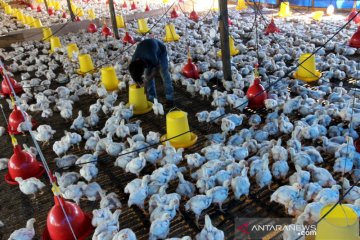 Budi daya ayam potong di Aceh Barat