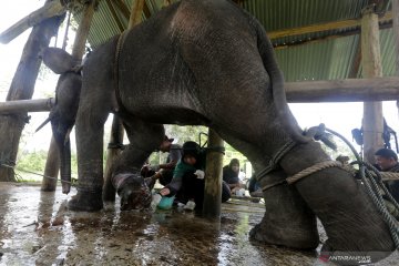 Upaya penyelamatan gajah sumatera