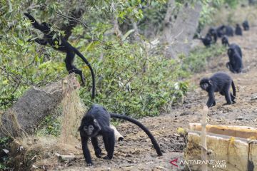 Kabupaten Bekasi pilih enam flora dan fauna sebagai calon ikon daerah