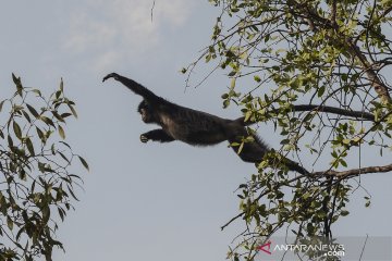 Melihat lutung Jawa di kawasan konservasi Muaragembong