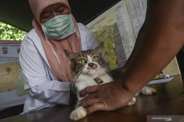 Vaksin rabies pasca banjir di Jakarta