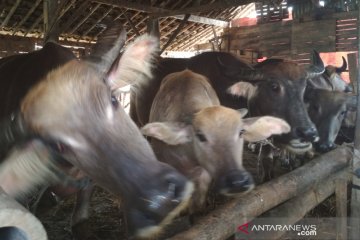 Tiga desa di Kudus  ini potensial untuk pengembangan populasi kerbau