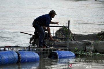 BKSDA: Donasi selamatkan buaya berkalung ban inisiatif Matt Wright