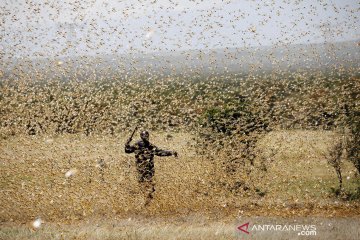 Jutaan belalang serbu Kenya