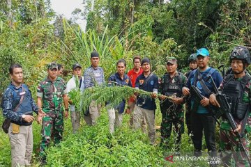 BNN Papua: 80 persen ganja yang beredar di Papua berasal dari PNG