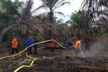 Tim gabungan berusaha padamkan api di lahan sawit di Pasaman Barat