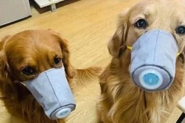 Seekor anjing dikarantina karena virus corona di Hong Kong