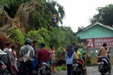 Belasan rumah tertimpa pohon akibat puting beliung