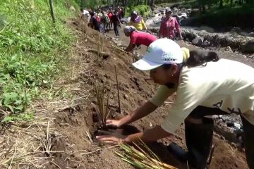 Kodim 0824 Jember tanam rumput vetiver di daerah rawan banjir bandang