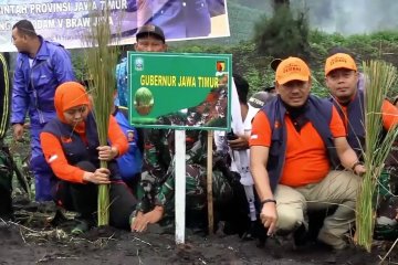 Antisipasi longsor ribuan bibit rumput vetiver ditanam di Semeru