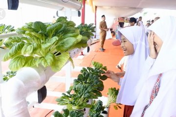 Budidaya hidroponik hasilkan nilai ekonomi hingga hidup sehat