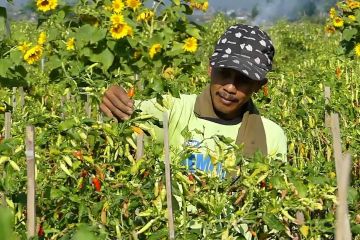 Produksi cabai dan bawang merah ditargetkan tumbuh 7 % per tahun