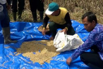 Stok beras aman meski belasan hektar sawah diterjang angin