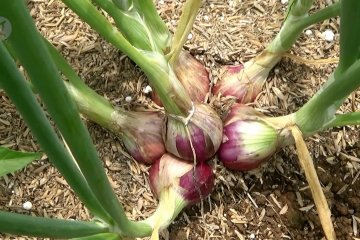 Petani Sukabumi berhasil kembangkan bawang merah berkualitas super