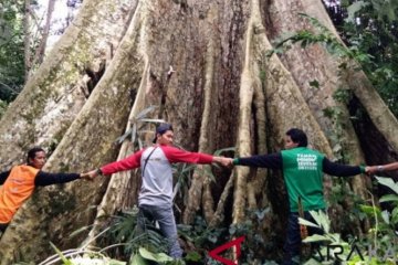 BNPB targetkan tanam 40.000 pohon raksasa di daerah rawan bencana