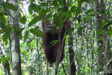 Selesai rehabilitasi, 3 individu orangutan dilepas ke TN Bukit Raya