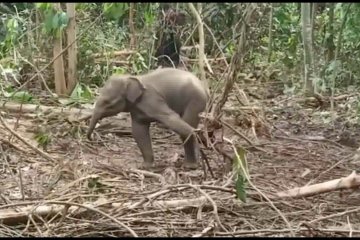 Anak gajah Sumatera terjerat di Riau akhirnya mati