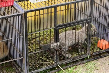 Bayi leopard mati karena virus di kebun binatang Riau