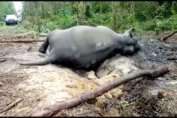 Gajah betina dewasa ditemukan mati dilahan konsesi