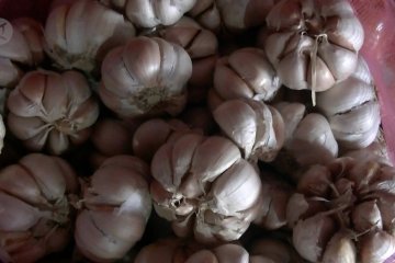 Harga bawang putih di Temanggung naik tajam