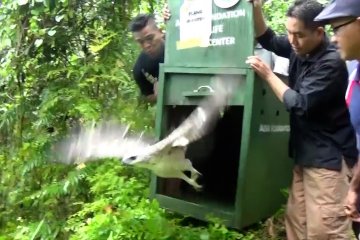 Pelepasliaran satwa  di KWA Bukit Nenek