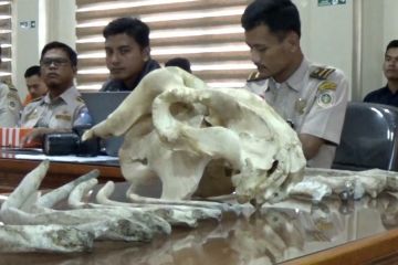 Penyelundupan kerangka duyung ke Thailand berhasil digagalkan