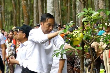 Jokowi tanam pohon dan lepas Elang Jawa di Jurang Jero