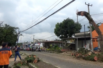 BPBD Pandeglang tebang sejumlah pohon rawan tumbang