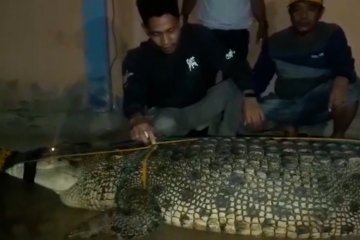 Meresahkan, warga Konawe tangkap buaya 5 meter