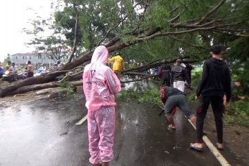 Pohon tumbang tutup arus lalu lintas Kabupaten Kuningan