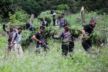 Pemusnahan ladang ganja 5 hektare di Aceh