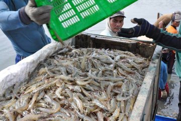 KKP genjot produksi udang nasional di tengah COVID-19