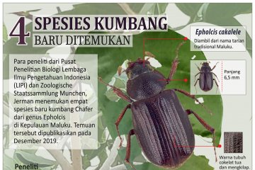 Spesies kumbang baru