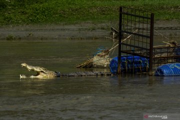 Buaya ban hindari perangkap