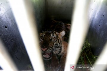 BKSDA Aceh Tangkap Harimau Sumatra