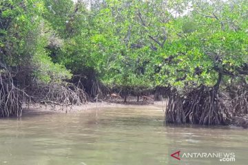 Pemkab Nunukan siapkan 350 hektar untuk kawasan mangrove