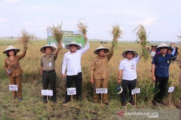 Kemarin, cetak sawah baru di lahan gambut hingga "cashback" beli BBM